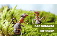 Глухо, как в танке: как и чем нас слышат муравьи
